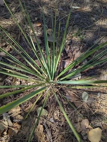 Yucca — photo by Matt Becker
