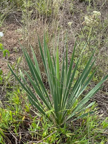 Brazos River Yucca