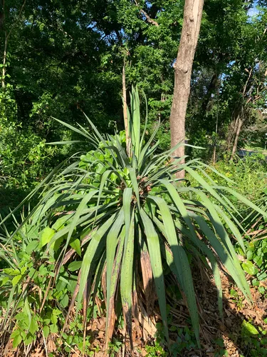 Curve-leaf Yucca