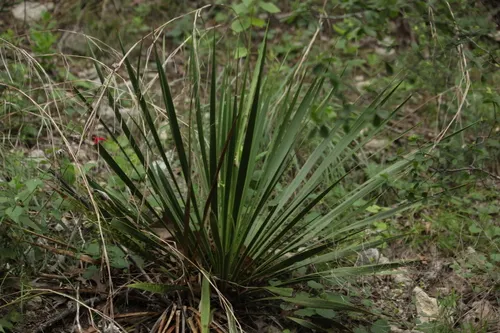 San Angelo Yucca — photo by catarinaaaa