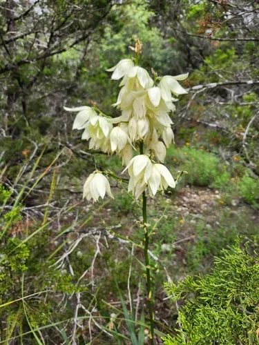 Texas Yucca — photo by Nathan Wahler