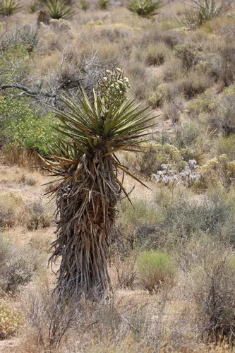 Mojave Yucca — photo by bluesunflower45