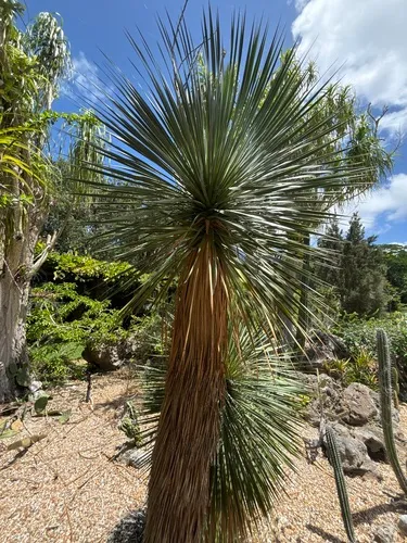 Thompson's Yucca — photo by sclay30