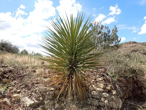 Torrey's Yucca — photo by Moses J. Michelsohn