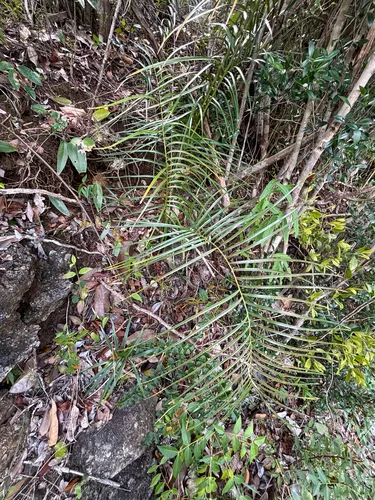 Marunguey