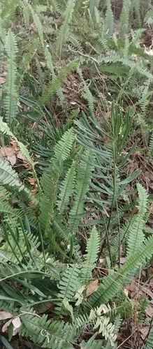 Coontie