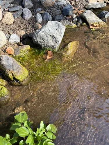 Horned Pondweed — photo by Caleb