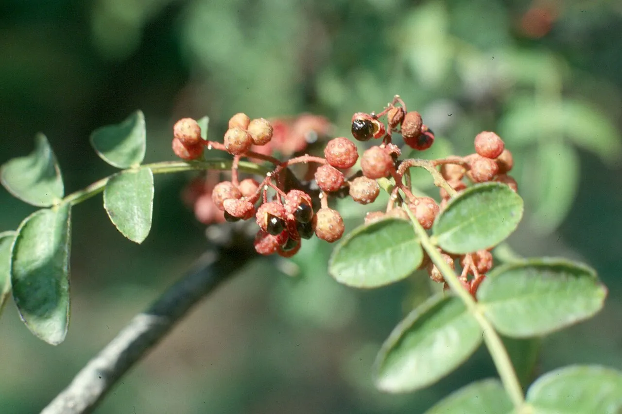 Common Pricklyash
