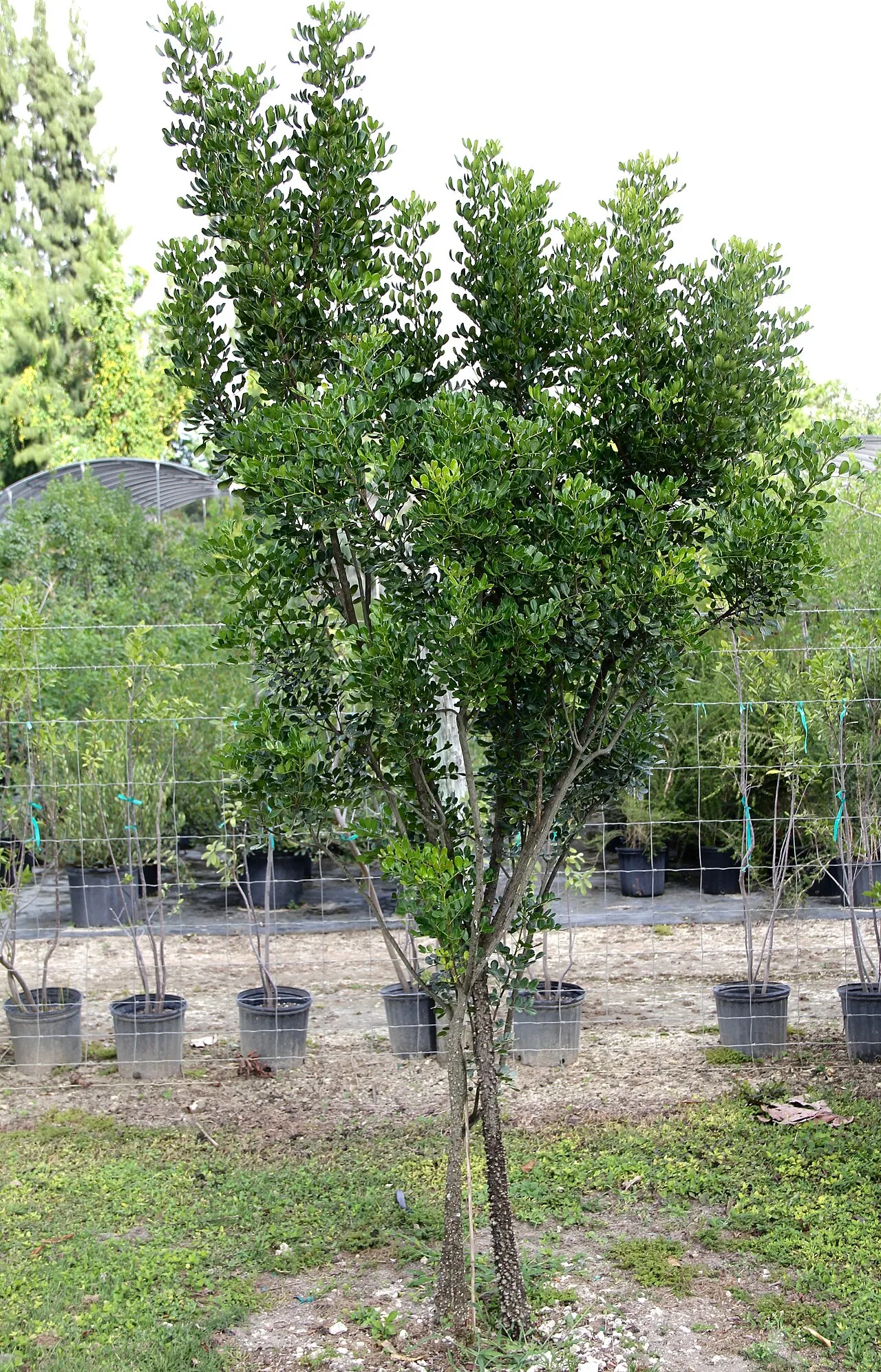Biscayne Pricklyash