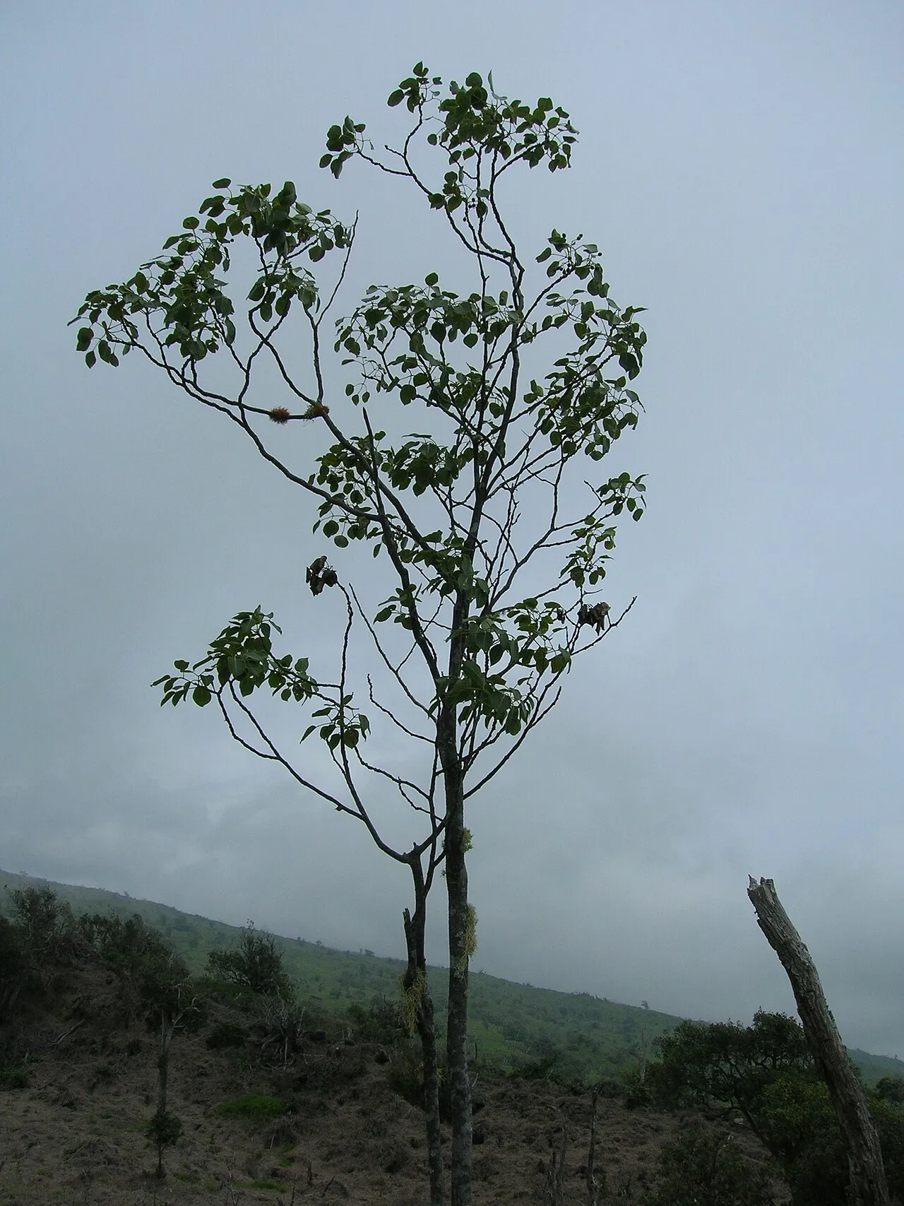 Hawai'i Pricklyash