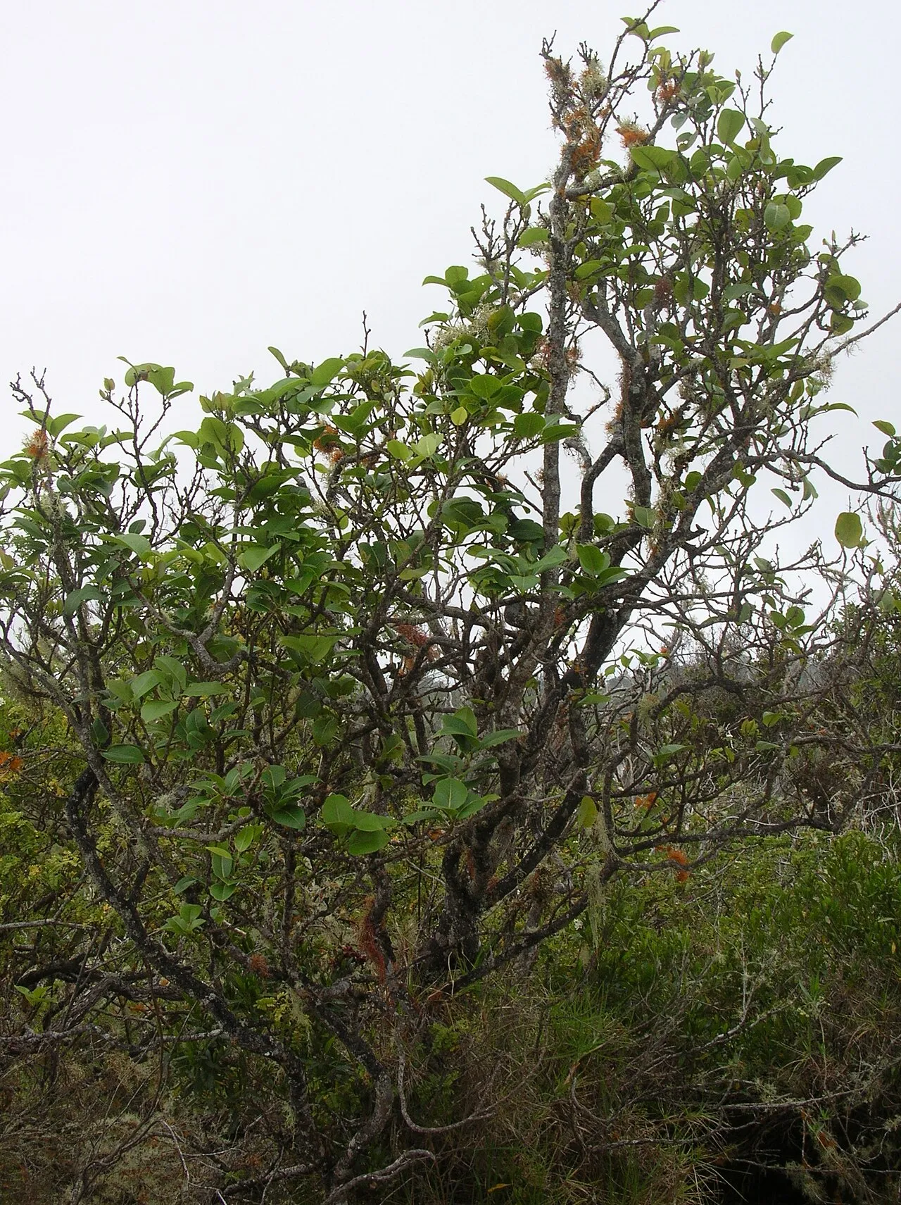 Kauai Pricklyash