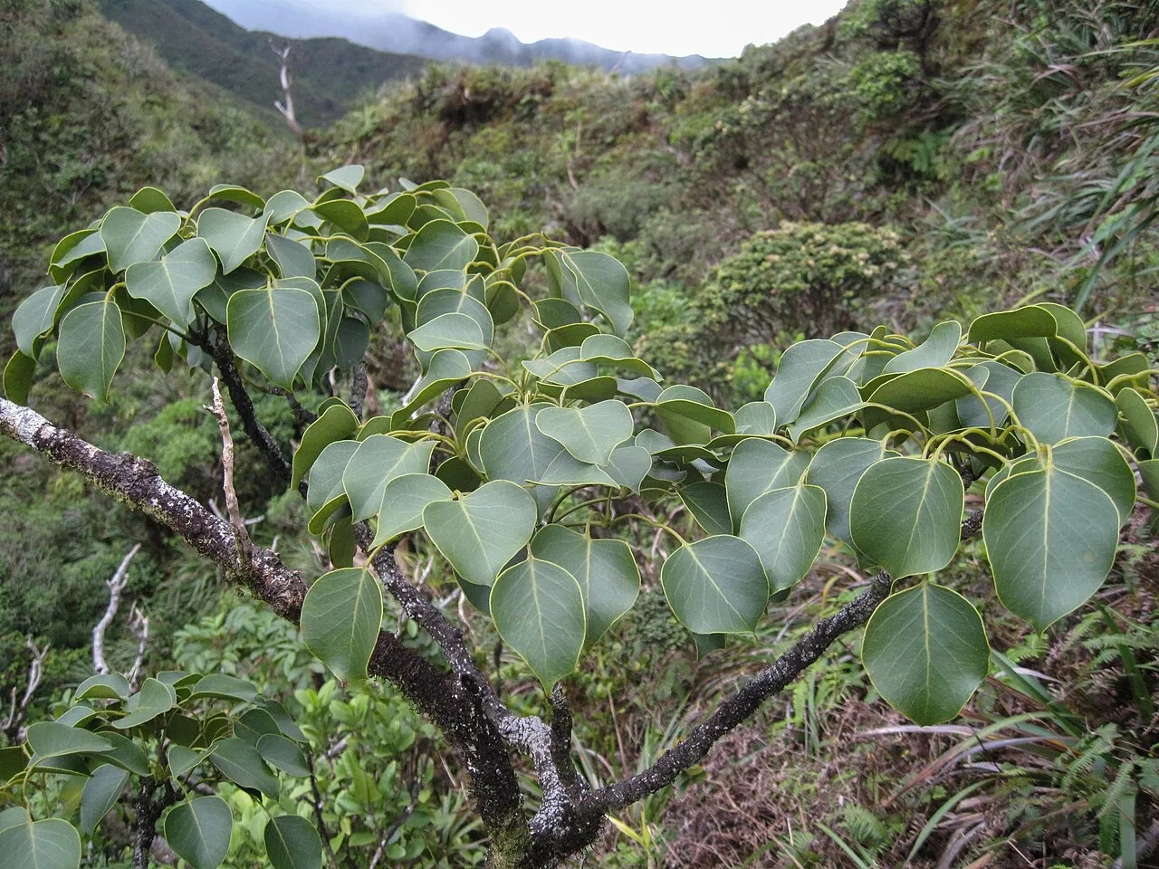 Oahu Pricklyash — photo by Ryan Chang