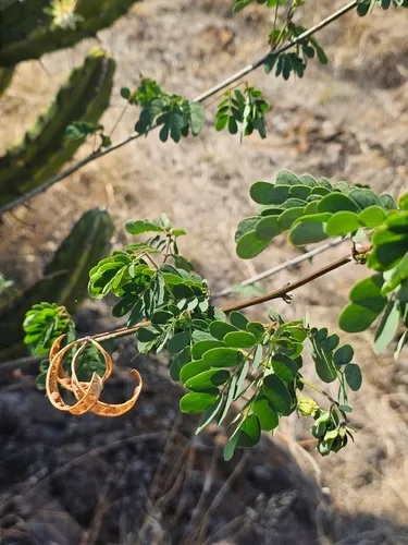 Schott's Stickpea — photo by Erick Vélez Sánchez