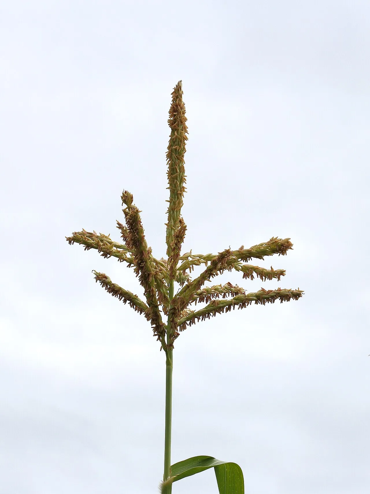 Corn (subsp. mays) — photo by Dominicus Johannes Bergsma