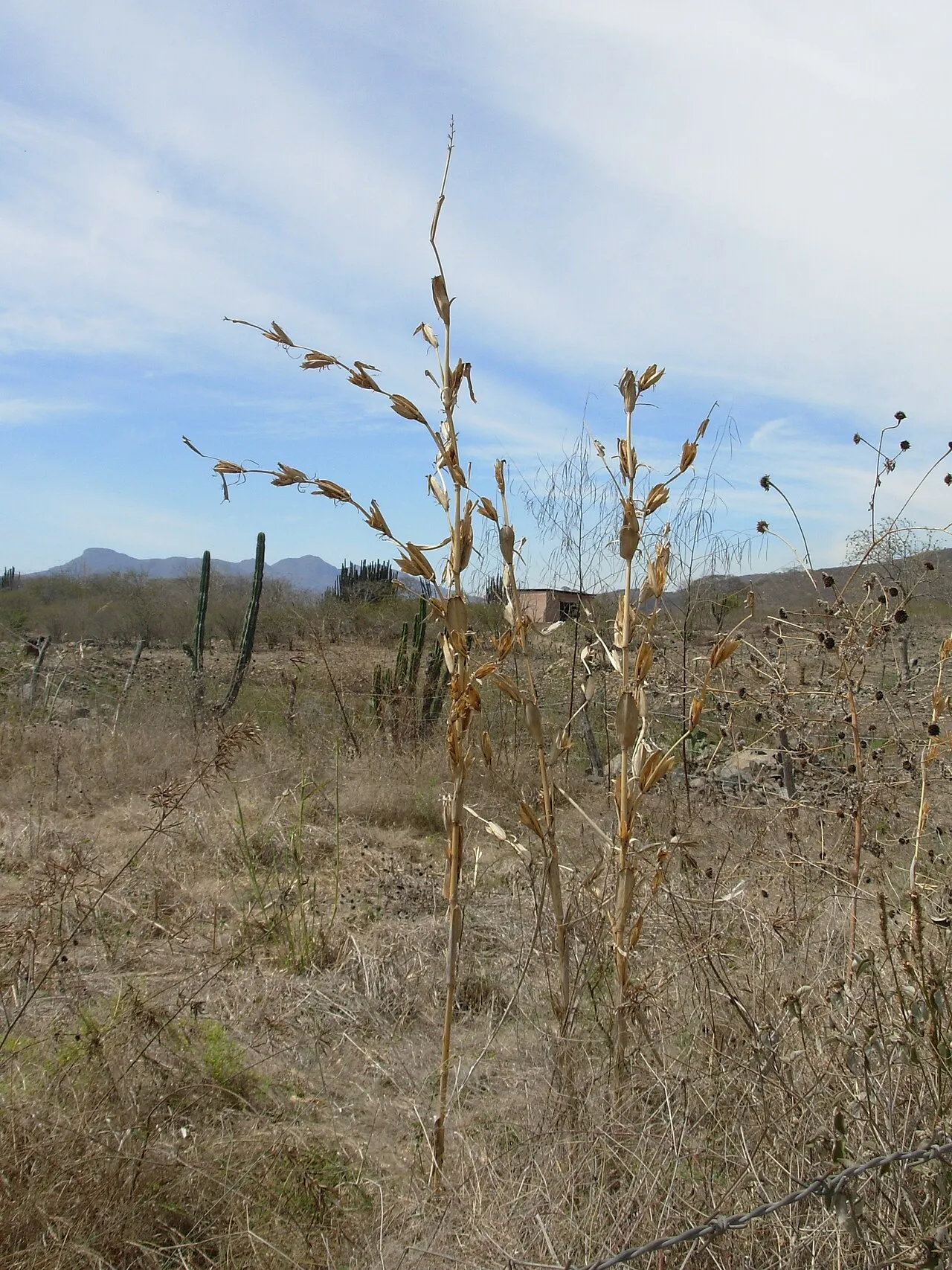 Corn (subsp. parviglumis) — photo by Mbhufford
