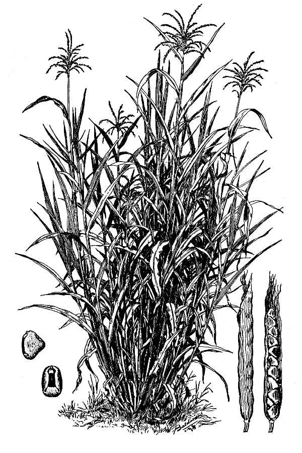 Mexican Teosinte