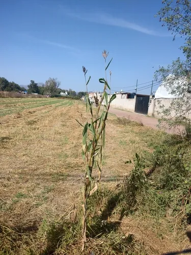 Perennial Teosinte