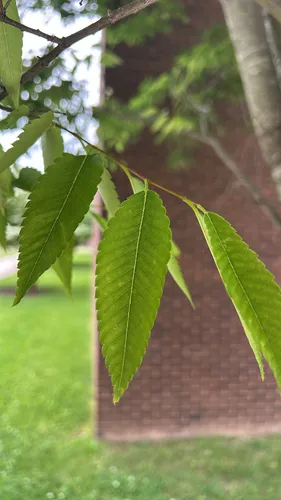 Japanese Zelkova — photo by jsannapolis