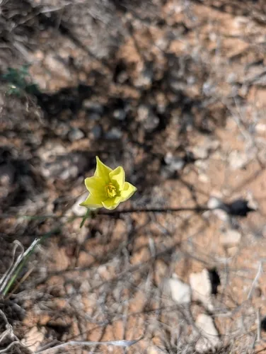 Copper Zephyrlily