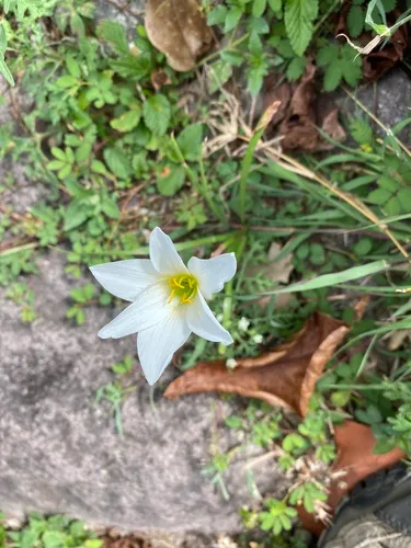 Puerto Rico Zephyrlily