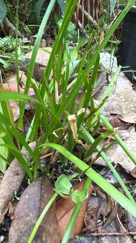 Cuban Zephyrlily
