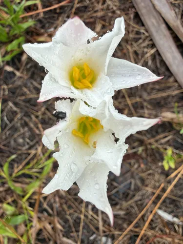 Redmargin Zephyrlily