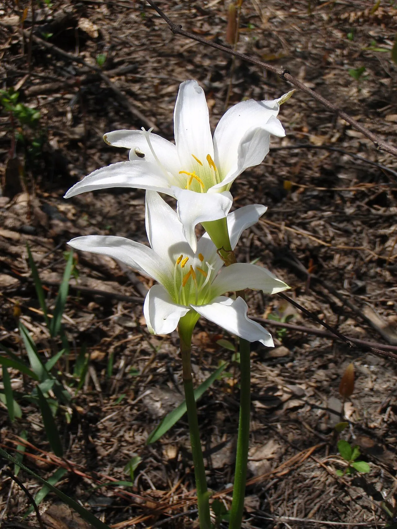 Zephyrlily — photo by John S. Quarterman