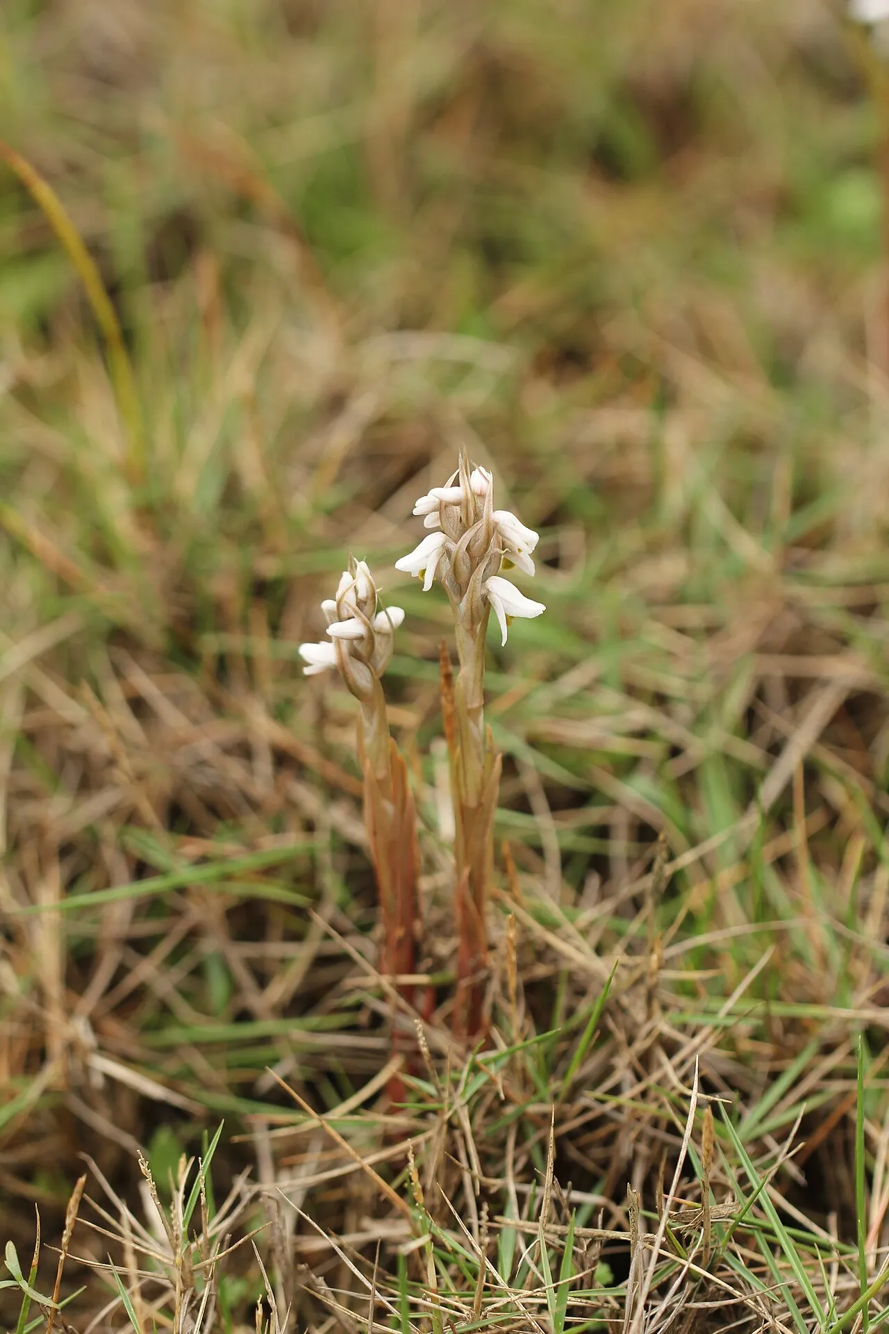 Soldier's Orchid — photo by 乌拉跨氪