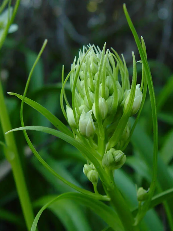 Fremont's Deathcamas