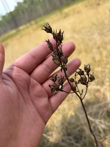 Sandbog Deathcamas — photo by Sequoia Janirella Wrens