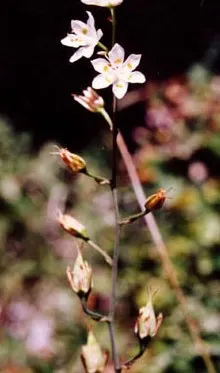 Sheathed Deathcamas — photo by Unknown author Unknown author