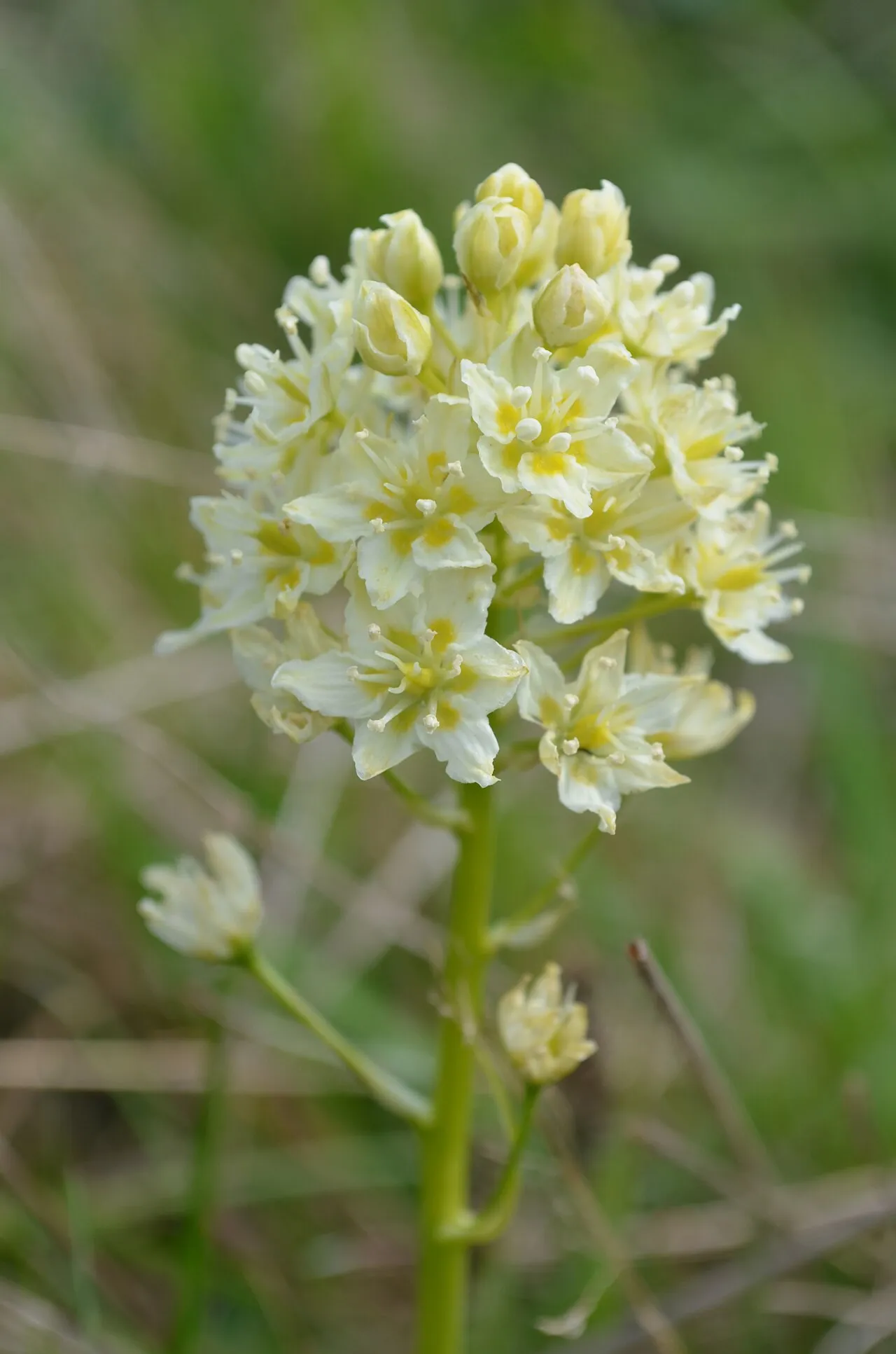 Meadow Deathcamas