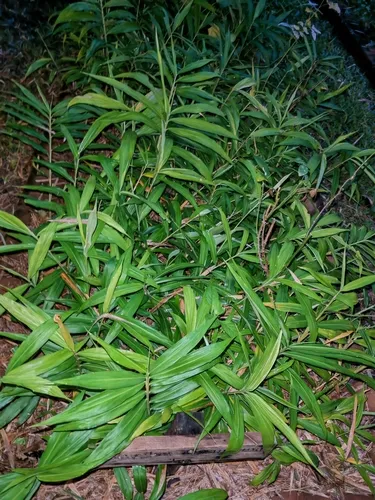 Cassumunar Ginger