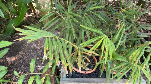 Garden Ginger