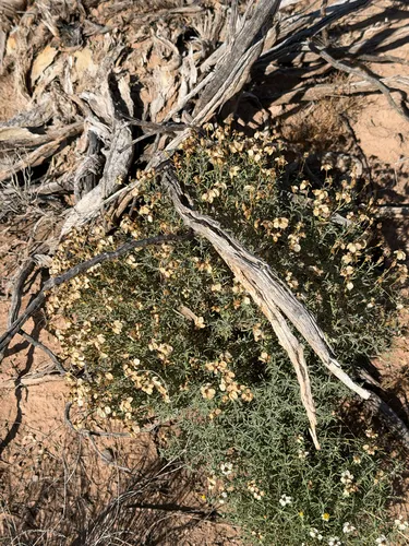 Desert Zinnia