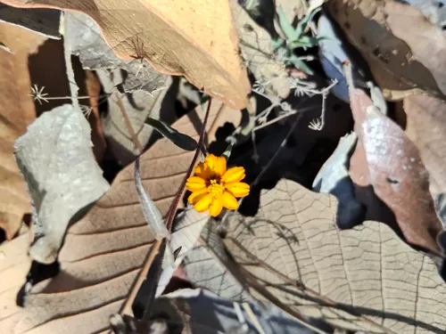 Narrowleaf Zinnia