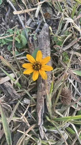 Palmer's Zinnia