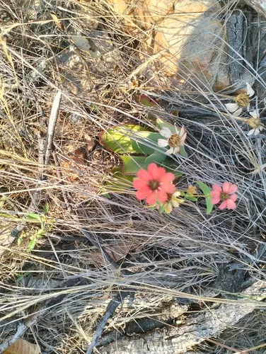 Peruvian Zinnia