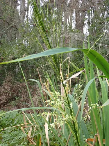 Annual Wildrice — photo by mfeaver