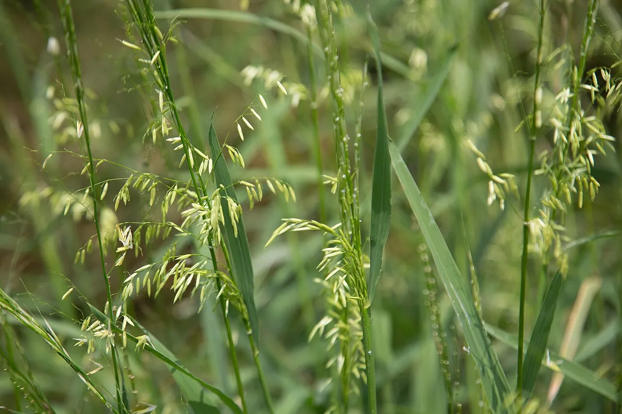 Texas Wildrice