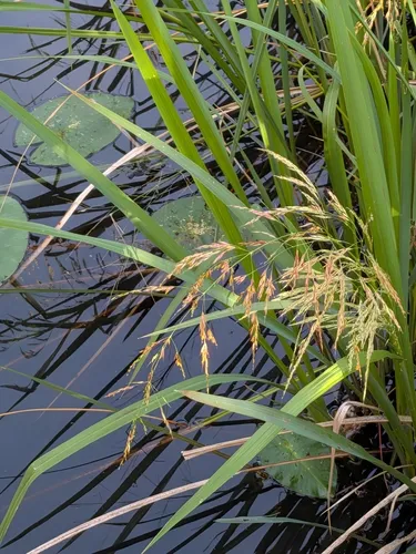 Giant Cutgrass — photo by Karen A Knight