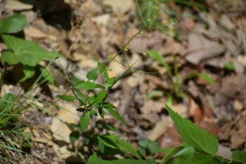 Meadow Alexanders