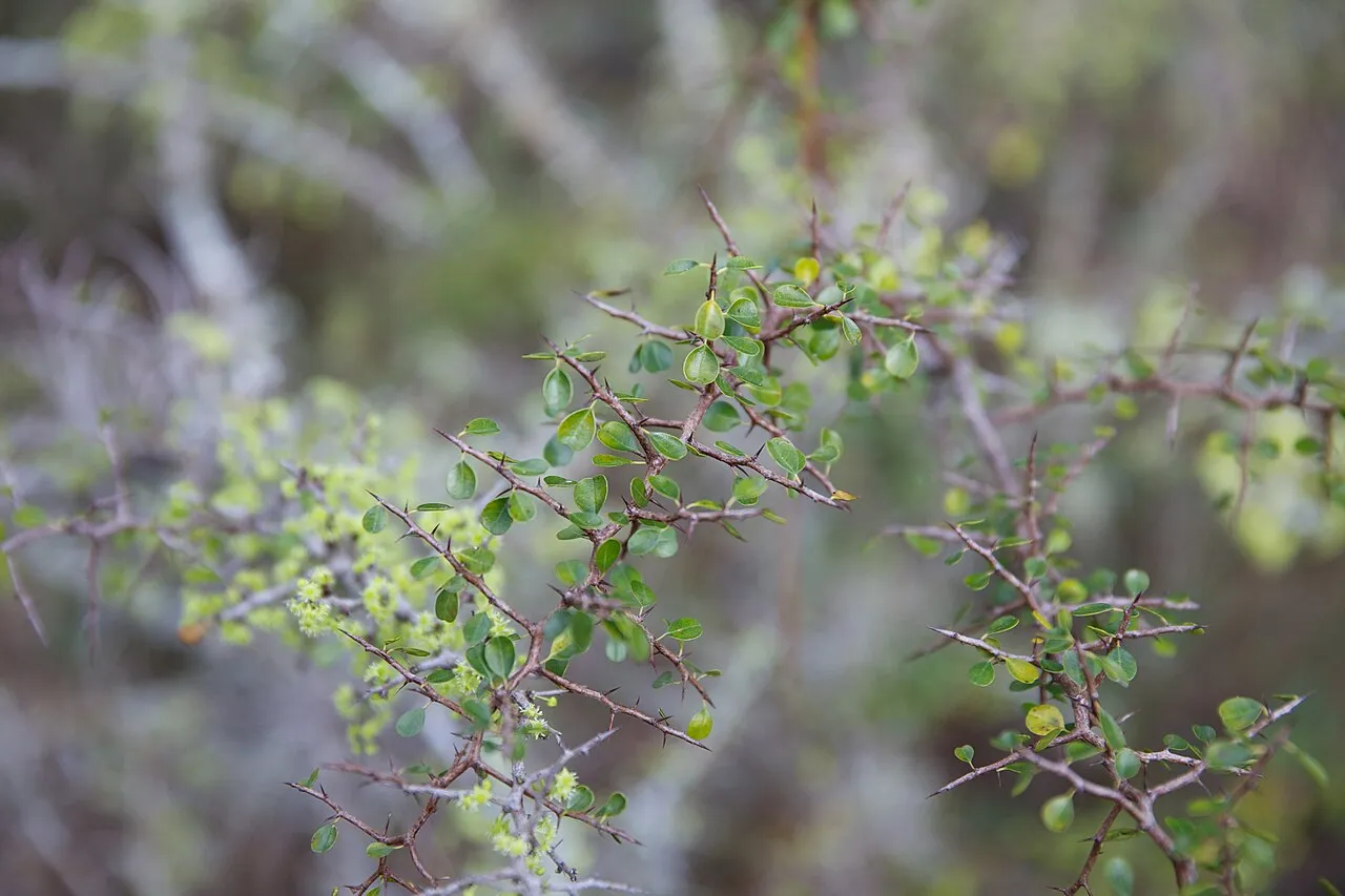 Florida Jujube