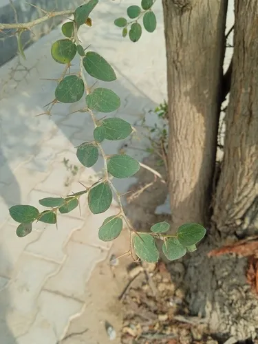 Indian Jujube — photo by Sahil Sharma