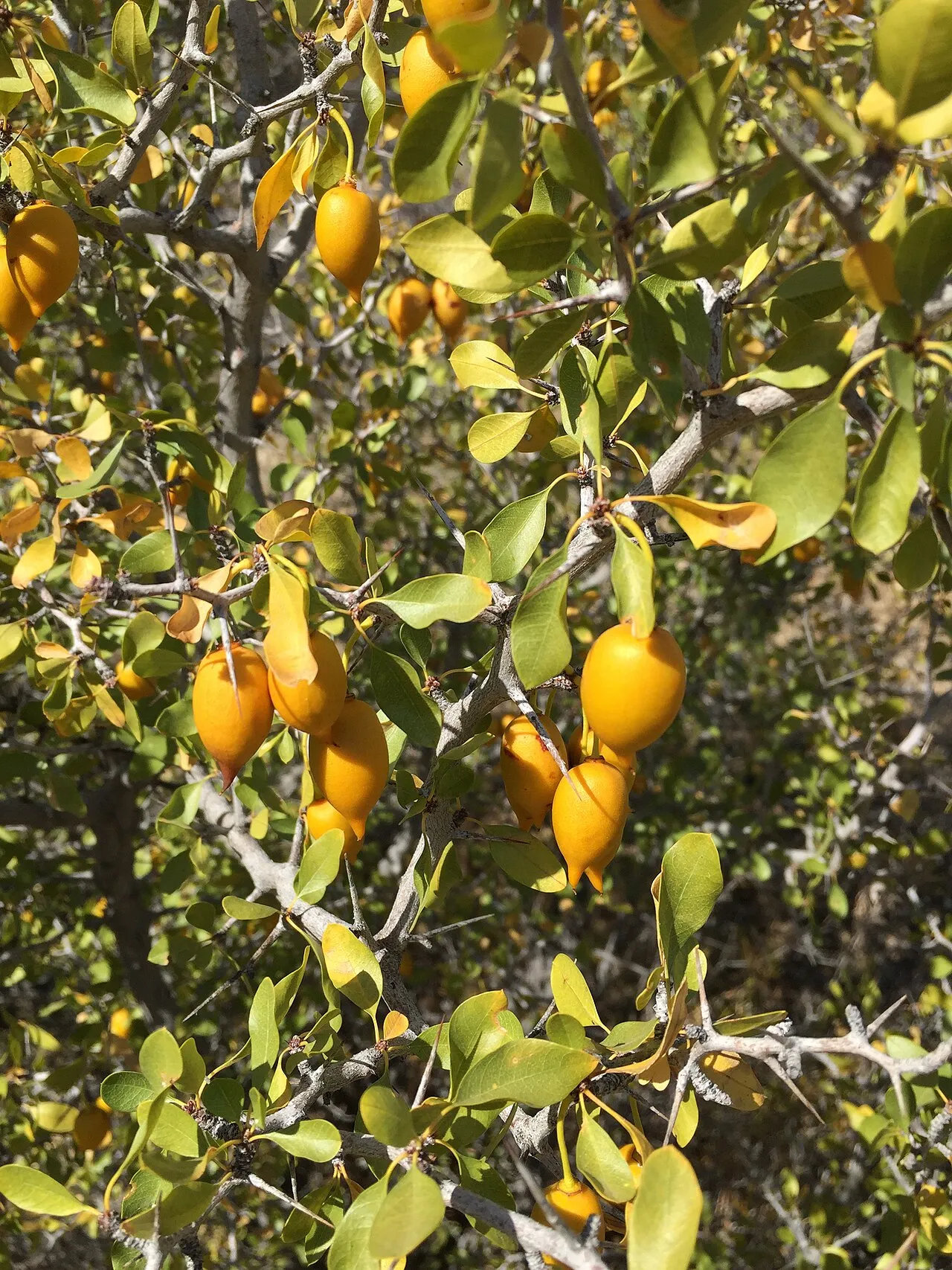 Parry's Jujube