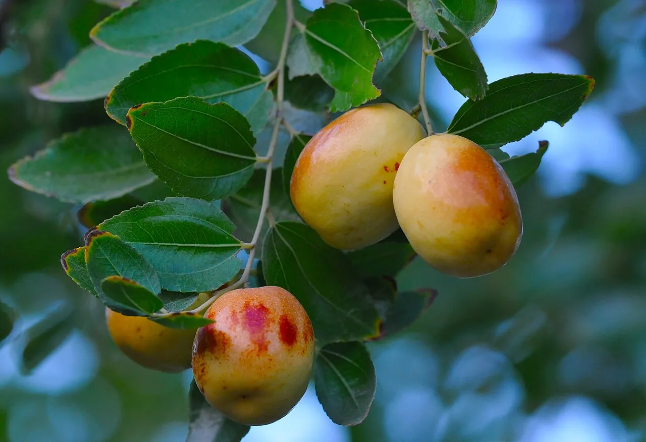 Common Jujube