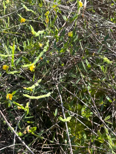Zarzabacoa De Dos Hojas