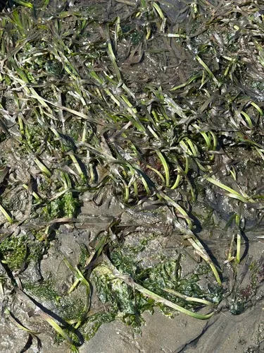 Seawrack
