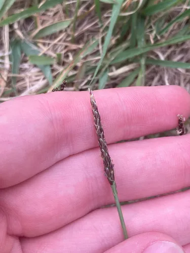 Korean Lawngrass