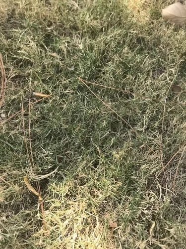 Manila Grass — photo by asdfzzzzz